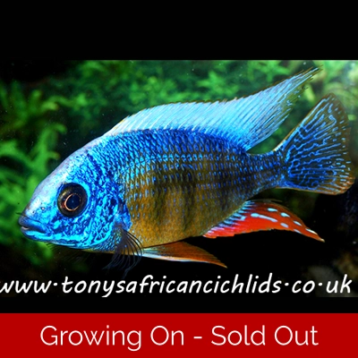 Sexed pair, F2 Protomelas steveni Taiwan Reef - 8-9cm , females smaller, limited stock